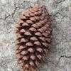 Thumbnail #4 of Pinus taeda by trois