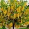 Thumbnail #1 of Laburnum anagyroides by moscheuto