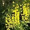 Thumbnail #3 of Laburnum anagyroides by moscheuto