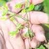 Thumbnail #1 of Citrus trifoliata by Badseed