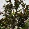 Thumbnail #3 of Magnolia grandiflora by jawadkundi