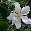 Thumbnail #2 of Magnolia grandiflora by revlar