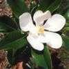 Thumbnail #1 of Magnolia grandiflora by kavalair