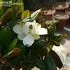 Thumbnail #5 of Magnolia grandiflora by jawadkundi