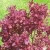 Thumbnail #3 of Cotinus coggygria by hczone6
