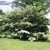 Thumbnail #1 of Cornus kousa by planter64