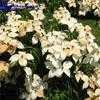 Thumbnail #2 of Cornus kousa by planter64