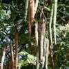Thumbnail #2 of Moringa oleifera by Chamma