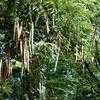Thumbnail #1 of Moringa oleifera by Chamma