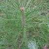 Thumbnail #1 of Pinus pinea by HarryNJ