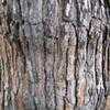 Thumbnail #4 of Pinus pinea by palmbob