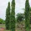 Thumbnail #5 of Polyalthia longifolia var. pendula by knx_gardener