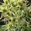 Thumbnail #2 of Polyalthia longifolia var. pendula by Dinu