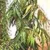 Thumbnail #1 of Polyalthia longifolia var. pendula by Dinu