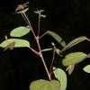 Thumbnail #2 of Cercidiphyllum japonicum by Evert