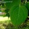 Thumbnail #4 of Cercidiphyllum japonicum by Jeff_Beck