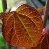 Thumbnail #1 of Cercidiphyllum japonicum by Evert