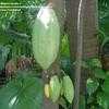 Thumbnail #1 of Theobroma cacao by Monocromatico