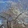Thumbnail #1 of Prunus americana by chicochi3