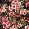 Thumbnail #1 of Leptospermum scoparium by Ulrich