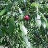 Thumbnail #5 of Prunus americana by chicochi3