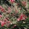 Thumbnail #2 of Leptospermum scoparium by Ulrich