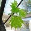 Thumbnail #3 of Acer platanoides by Evert