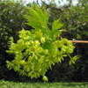 Thumbnail #5 of Acer platanoides by mgarr