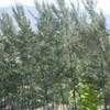 Thumbnail #4 of Casuarina equisetifolia by Monocromatico