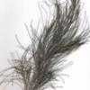 Thumbnail #2 of Casuarina equisetifolia by impiety