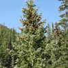 Thumbnail #2 of Picea pungens by palmbob