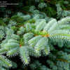 Thumbnail #5 of Picea pungens by hczone6