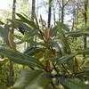 Thumbnail #3 of Magnolia grandiflora by araitn