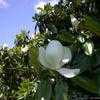 Thumbnail #4 of Magnolia grandiflora by dave
