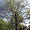 Thumbnail #3 of Quercus phellos by slyperso1