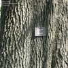 Thumbnail #4 of Quercus phellos by slyperso1