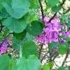 Thumbnail #2 of Cercis occidentalis by palmbob