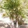 Thumbnail #1 of Caryota mitis by palmbob
