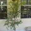 Thumbnail #2 of Myrciaria cauliflora by TamsTrees
