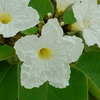 Thumbnail #1 of Cordia boissieri by Floridian