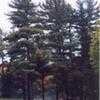 Thumbnail #4 of Pinus strobus by jaoakley