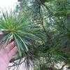 Thumbnail #2 of Pinus strobus by palmbob