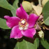 Thumbnail #1 of Lagunaria patersonii by growin