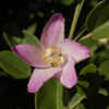 Thumbnail #4 of Lagunaria patersonii by growin
