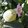 Thumbnail #5 of Lagunaria patersonii by Fruticosa