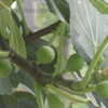 Thumbnail #4 of Ficus carica by vossner