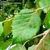 Thumbnail #3 of Betula nigra by Jeff_Beck