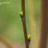 Thumbnail #5 of Betula nigra by hczone6