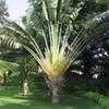 Thumbnail #1 of Ravenala madagascariensis by Chamma