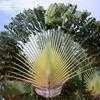 Thumbnail #3 of Ravenala madagascariensis by palmbob